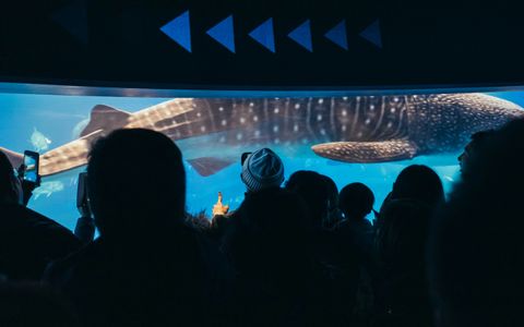 Special Events and Birthday Parties at Dubai Dolphinarium
