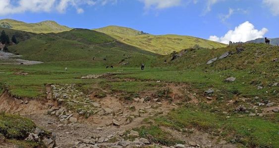 Dayara Bugyal Trek: Altitude, Terrain & Difficulty Demystified