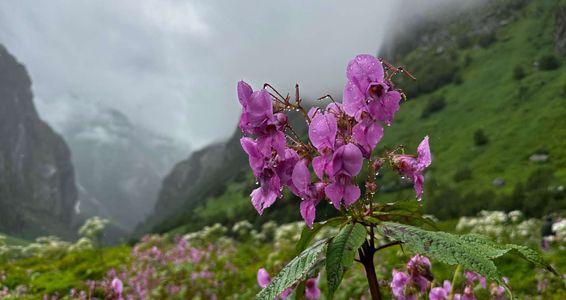 Best Time to Visit Valley of Flowers Trek: Month-Wise Blooming, Weather & Temperature Guide