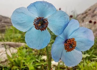 Valley of Flowers Trek Uttarakhand | Best Trek Packages Online