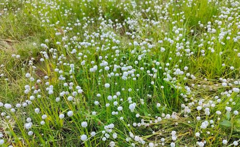 Burst of Blossoms: Indian Highlands That Transform with Blooming Flowers