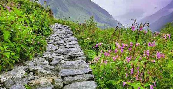 Valley of Flowers in Full Bloom: What You'll See and When to Go