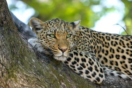 Exploring the Untamed Beauty of Jawai Leopard Safari