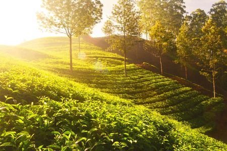 Discover the Best Tour Operator in India and Explore Top Kerala Tour Packages