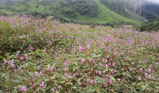 When to Trek to Valley of Flowers: July vs August vs September