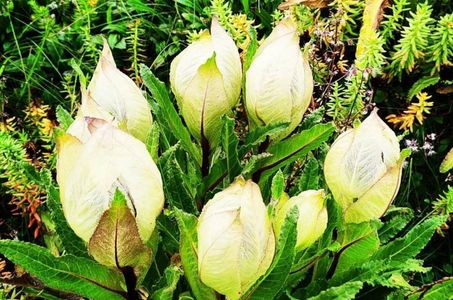From Valley of Flowers to Kedarnath: Where Brahma Kamal Thrives in Uttarakhand