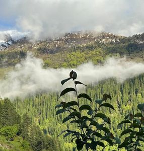 Flora and Fauna of Hampta Pass During Monsoon
