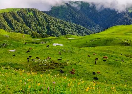 Is Dayara Bugyal Safe in Monsoon? All You Need to Know