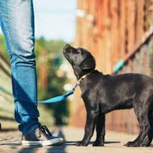Don't Buy Until You Read This The Ultimate Guide to Eco Friendly Pet Supplies
