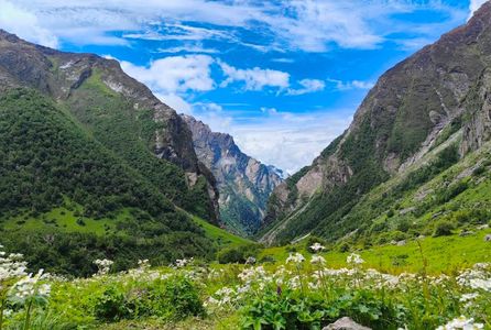 The Valley in Bloom: Monsoon Flowers You Can Spot During the Trek