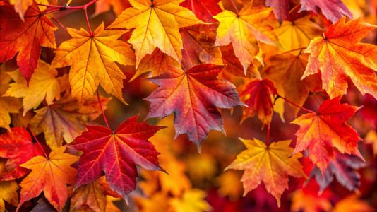 Affordable Tree Service Houston & Cutting Solutions That Save Money and Trees