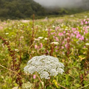 Best Time to Visit Valley of Flowers Uttarakhand for a Magical Experience