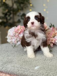 Early Warning Signs of a Pet Heart Attack and How to Respond Quickly