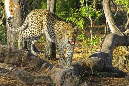 Spots in the Shadows: A Wild Encounter at Amagarh Leopard Safari