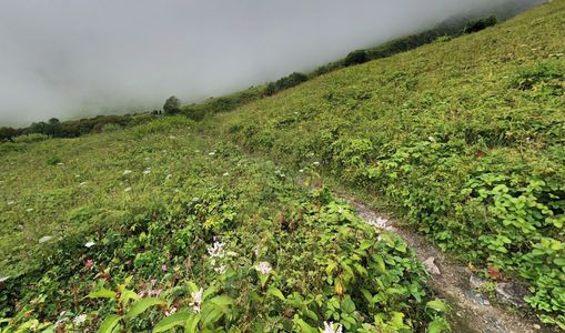 Floral Escapes: Where to Witness India’s Most Colorful Natural Blooms