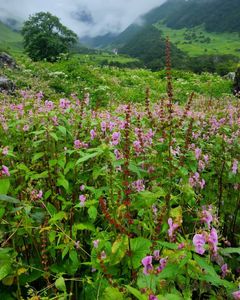 Valley of Flowers Trek Difficulty vs. Other Popular Himalayan Treks