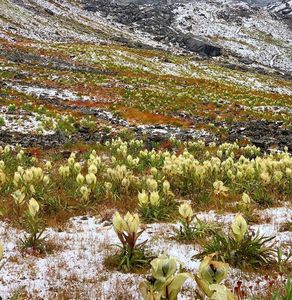 Everything You Need to Know About the Nanda Devi Biosphere Reserve