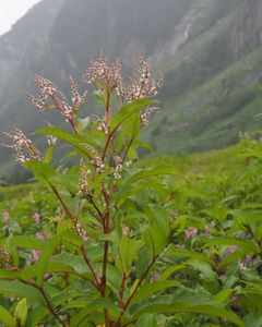 What Makes Valley of Flowers an Ideal Moderate-Grade Trek?