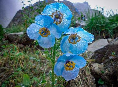 Blue Poppy Bloom Season in Uttarakhand: When and Where to Witness It