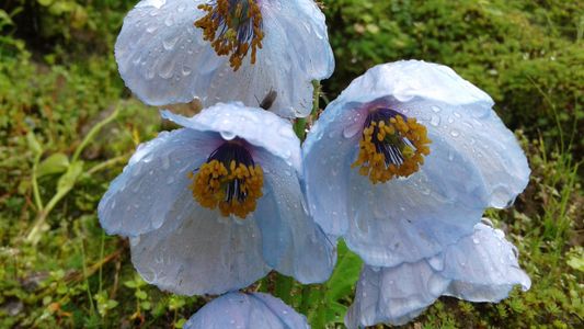 Himalayan Blue Poppy: Nature’s Delicate Jewel