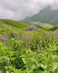 Top Reasons Why You Should Visit the Valley of Flowers at Least Once in Your Life