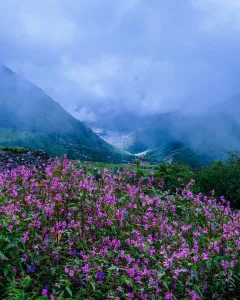 Is It Safe to Visit Valley of Flowers in August?