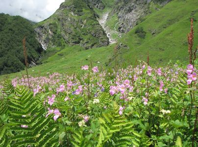 The Wildflowers of Uttarakhand: Blooming Species in Valley of Flowers