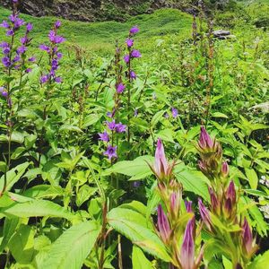 Valley of Flowers: The Magical Place That Keeps Travelers Coming Back