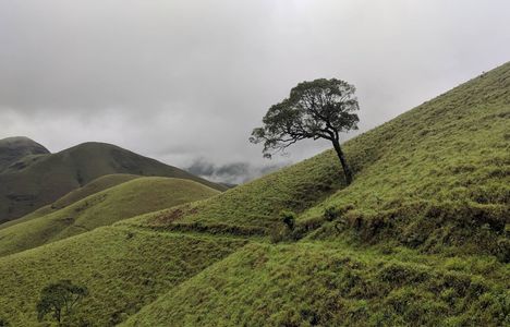 Trek into the Monsoon: Trails That Come Alive with Rain and Greenery
