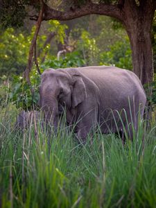 Explore Uttarakhand’s 6 National Parks: Wild Adventures Await