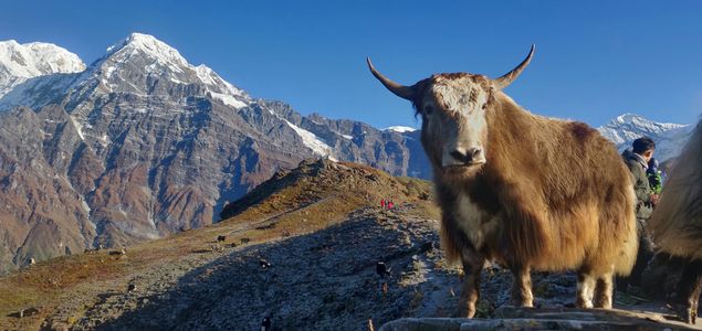 Why the Mardi Himal Trek is Nepal’s Best Short Adventure