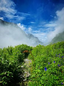 Floral Riches of Valley of Flowers: Know the Species, See the Beauty