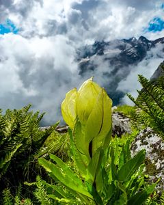 Top 5 Places in Uttarakhand to Witness the Bloom of Brahma Kamal