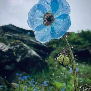 In Bloom: Most Beautiful Flower Species You Can Spot in Valley of Flowers