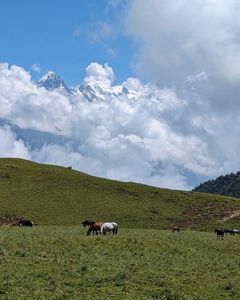 Top 8 Meadows in the Himalayas You Must Trek To