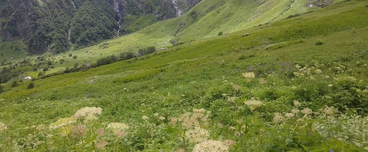 A Complete Guide to Trekking Hemkund Sahib and Valley of Flowers