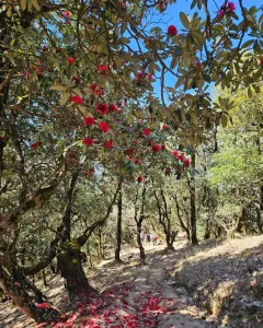 Easy Treks in Uttarakhand: Walk into the Heart of the Himalayas
