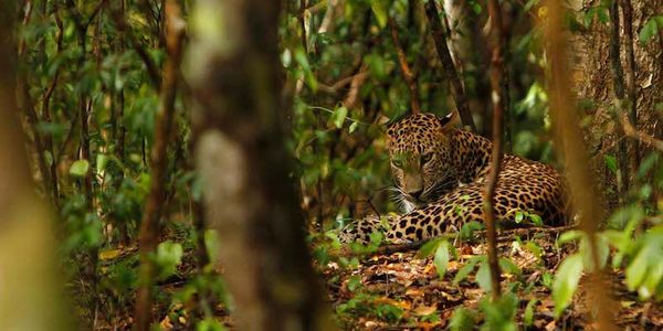 Spot the Elusive: Your Guide to the Thrilling Jhalana Leopard Safari