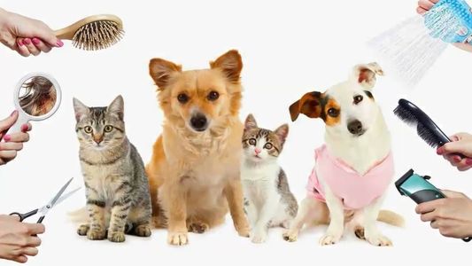 Pet Water Fountain: Why Fresh, Flowing Water Matters for Your Pet