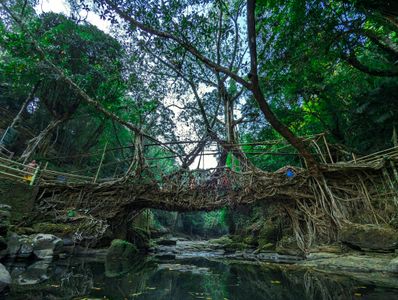 Meghalaya’s Living Root Bridges: A Natural Wonder of Architecture