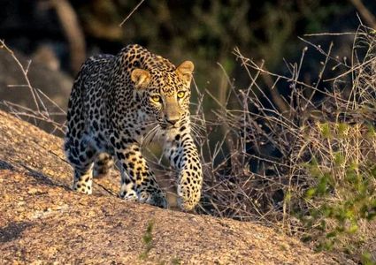 Jawai Leopard Safari: Exploring Rajasthan’s Wild Side