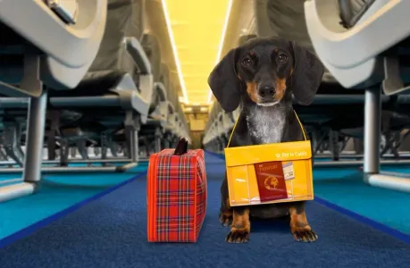 Your Guide to ESA Letters in the U.S.: From States to Airline Travel Rules