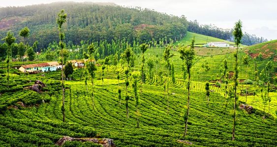 3 Days Ooty Tour Package: A Scenic Retreat to the Nilgiris