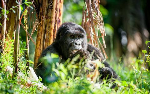 12 Things to Do in Uganda Beyond Safari