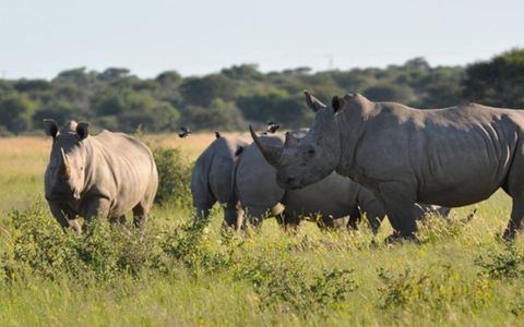 Top Safari Destinations in Botswana for eVisa Travelers