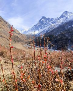 A Complete Guide to Flora and Fauna on the Har Ki Dun Trail