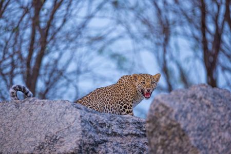 Jawai Leopard Safari – A Thrilling Wildlife Experience in India