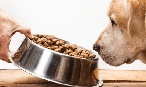 The Do’s and Don’ts of Feeding Treats to Your Pet