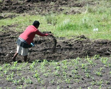 Water-Soluble Fertilizers Market: Growth, Trends, and Key Insights