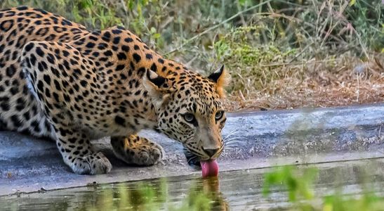 Into the Wild: An Unforgettable Amagarh Leopard Safari Experience